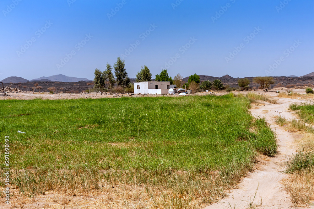 A small oasis in Harrat Kishb near Umm Aldoom, Makkah Province, Saudi Arabia A small oasis in Harrat Kishb near Umm Aldoom, Makkah Province, Saudi Arabia