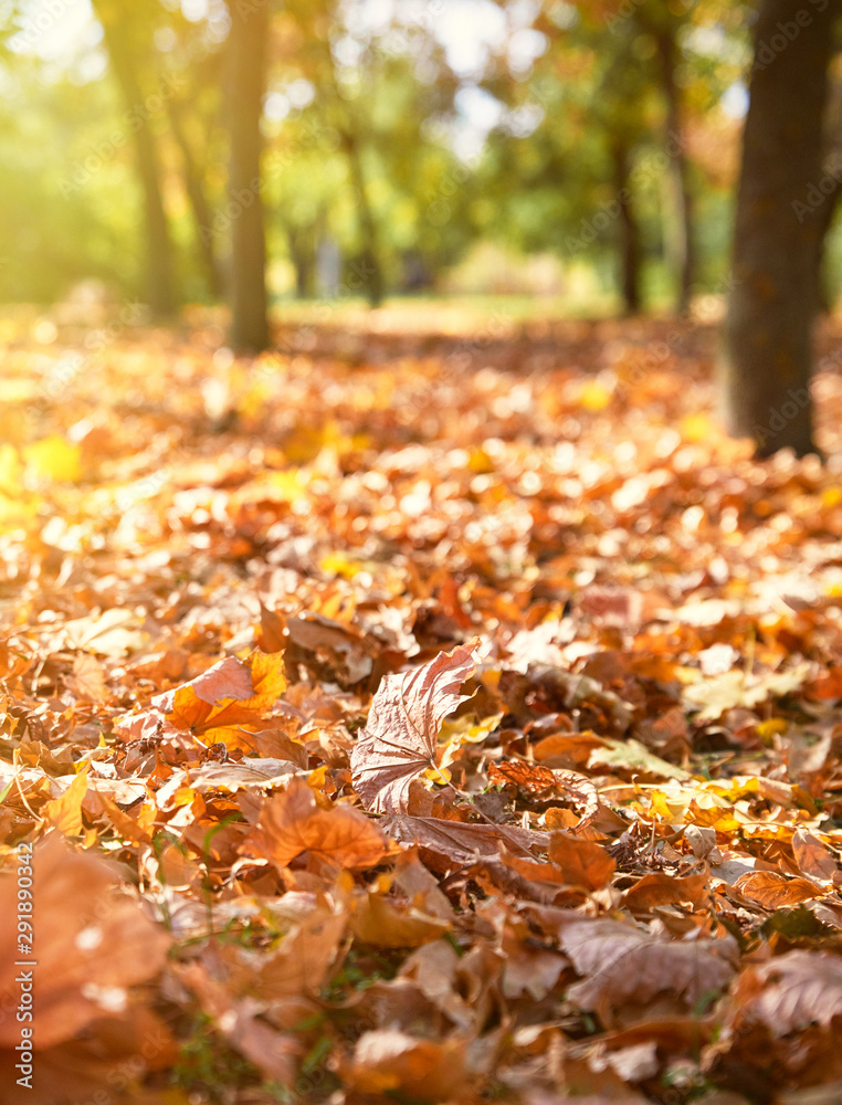 dry yellow maple leaves on the ground, selective focus, autumn day dry yellow maple leaves on the ground, selective focus, autumn day