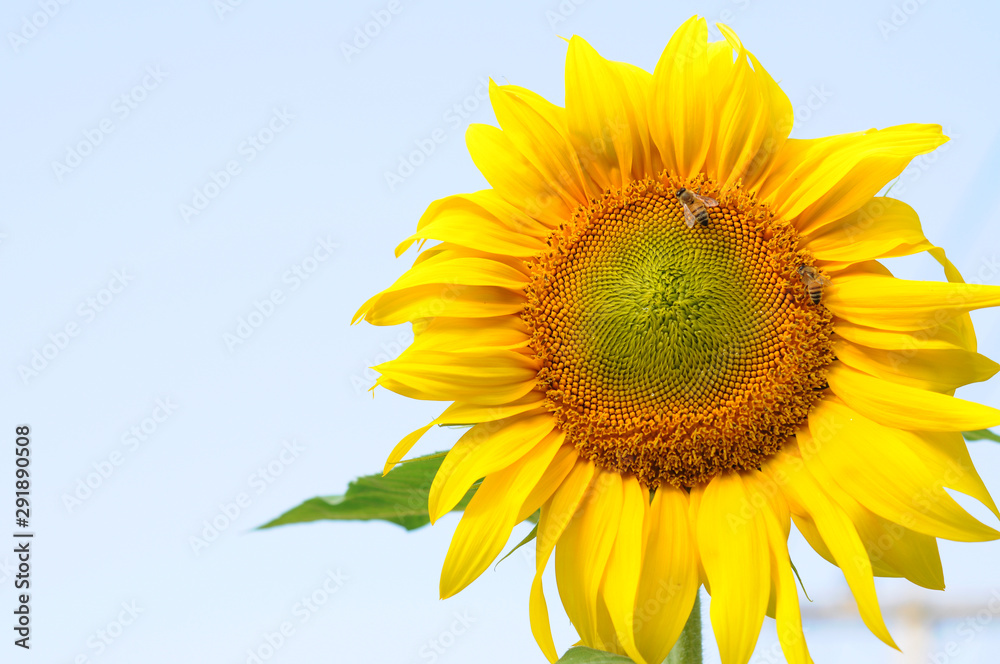 sunflower in the field