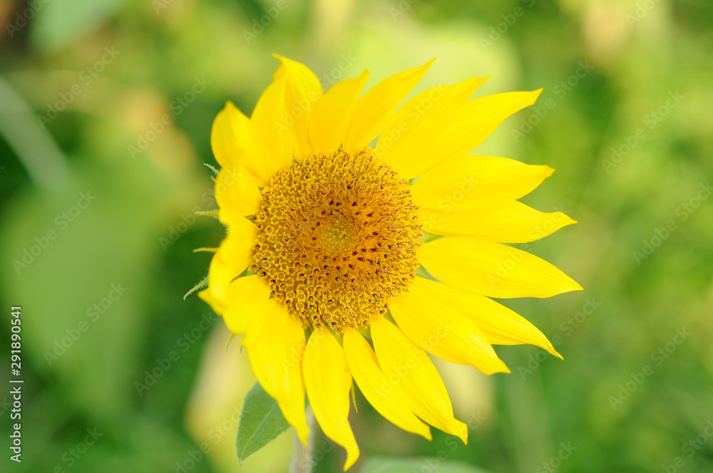 sunflower in the field