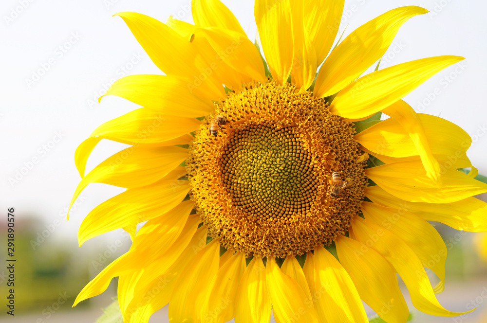 Obraz premium sunflower in the field
