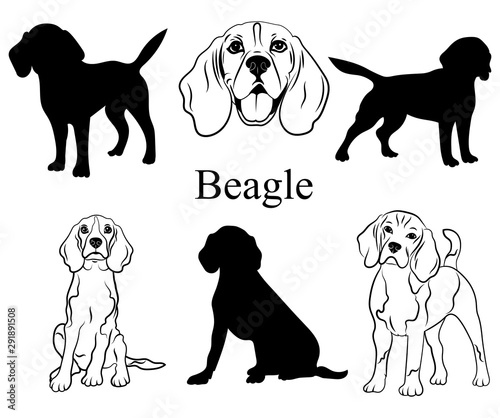 Beagle set. Collection of pedigree dogs. Black white illustration of a beagle dog. Vector drawing of a pet. Tattoo.