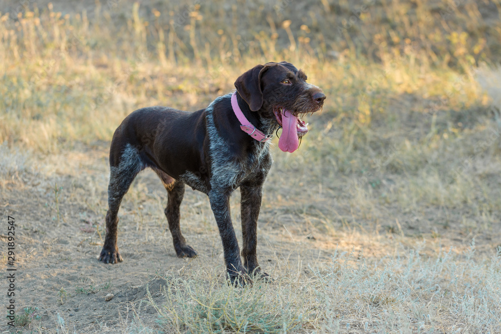 German hunting watchdog drathaar, Beautiful dog portrait on the hunt	