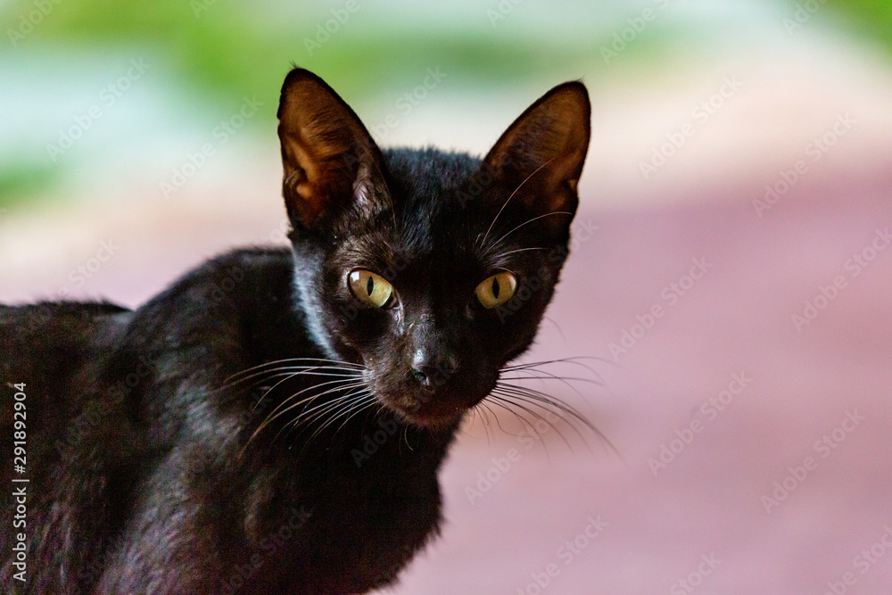 Portrait of a black cat with green eyes Portrait of a black cat with green eyes