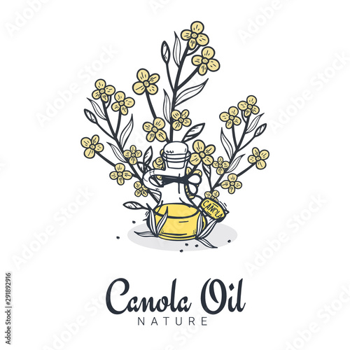 Rapeseed and canola oil banners. Nature Organic product.