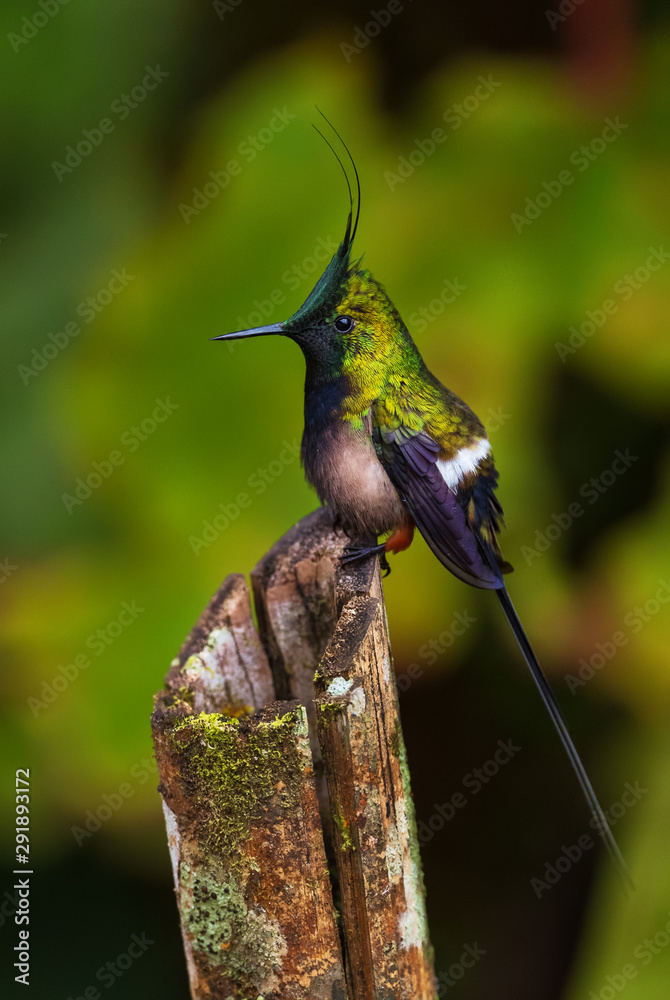 Wire-crested Thorntail - Discosura popelairii, beautiful tiny crested  hummingbird from from Andean slopes of South America, Wild Sumaco, Ecuador.  Photos | Adobe Stock