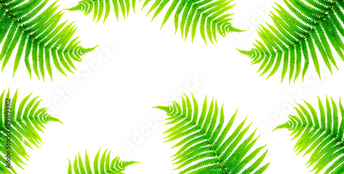 Tropical leaves fern on white background. Floral frame from green leaves. Abstract nature background. Top view  long web format with copy space