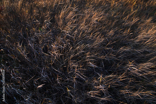 Rice Field Landscape, Paddy Field Landscape, South Borneo Indonesia