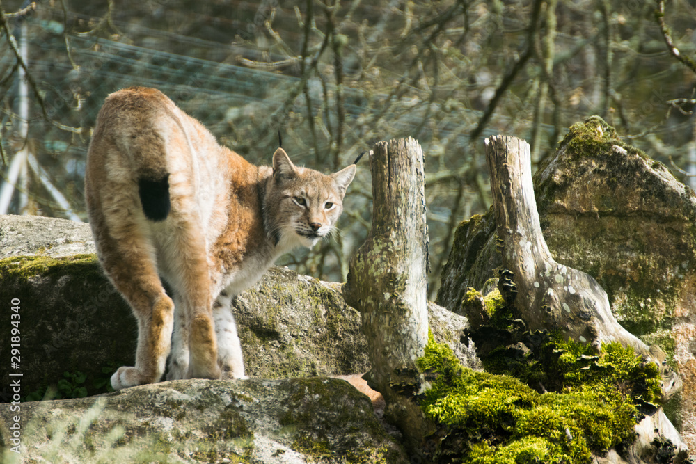 Obraz premium lince iberico