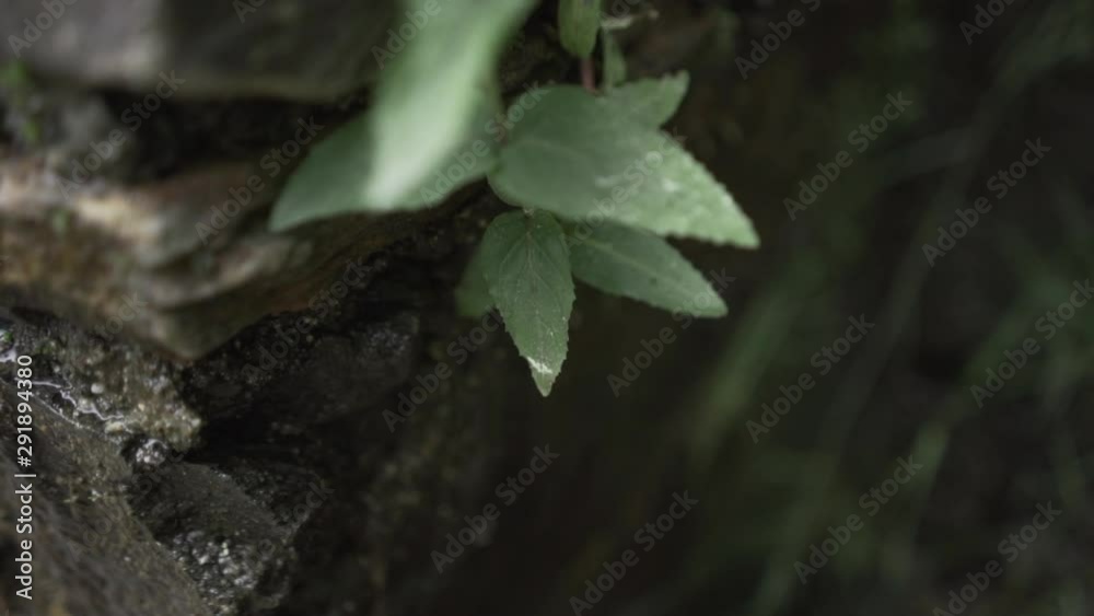 Green nettle growing by stacked stones Green nettle growing by stacked stones