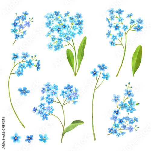 Forget me not flowers watercolor set