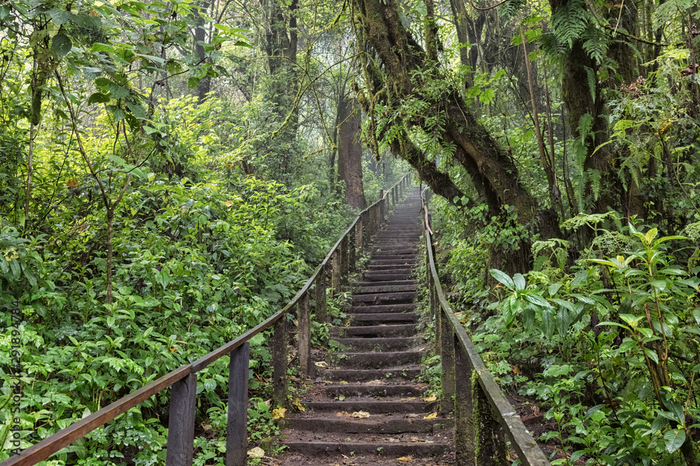 Lagoon Chikabal, Stairs in the Forest, Guatemala