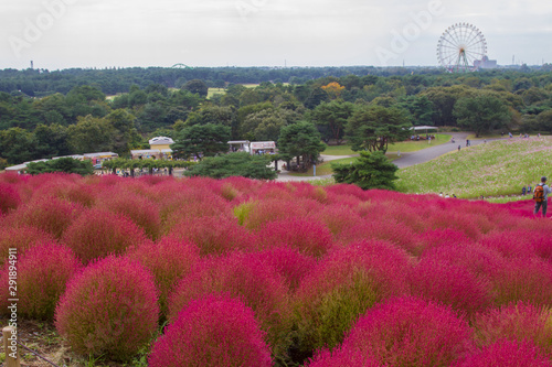 Beautiful kochias hill in autumn season at Hitachi seaside park , Ibaraki prefecture , Japan