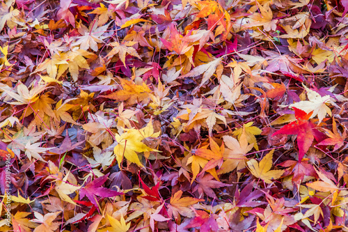 Colors of gold autumn. Background from scattered colorful maple leaves. Concept of season decoration.