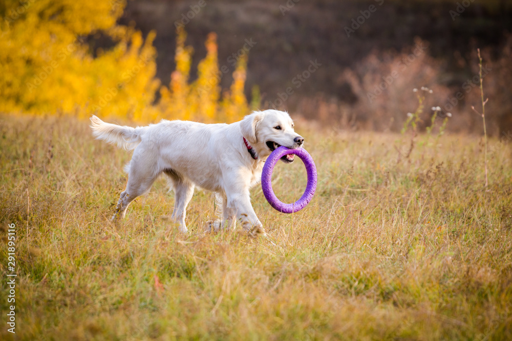 golden retriever running on field with puller golden retriever running on field with puller