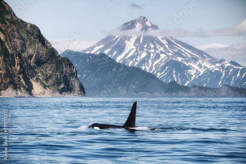 Killer whales in Pacific ocean © filin174