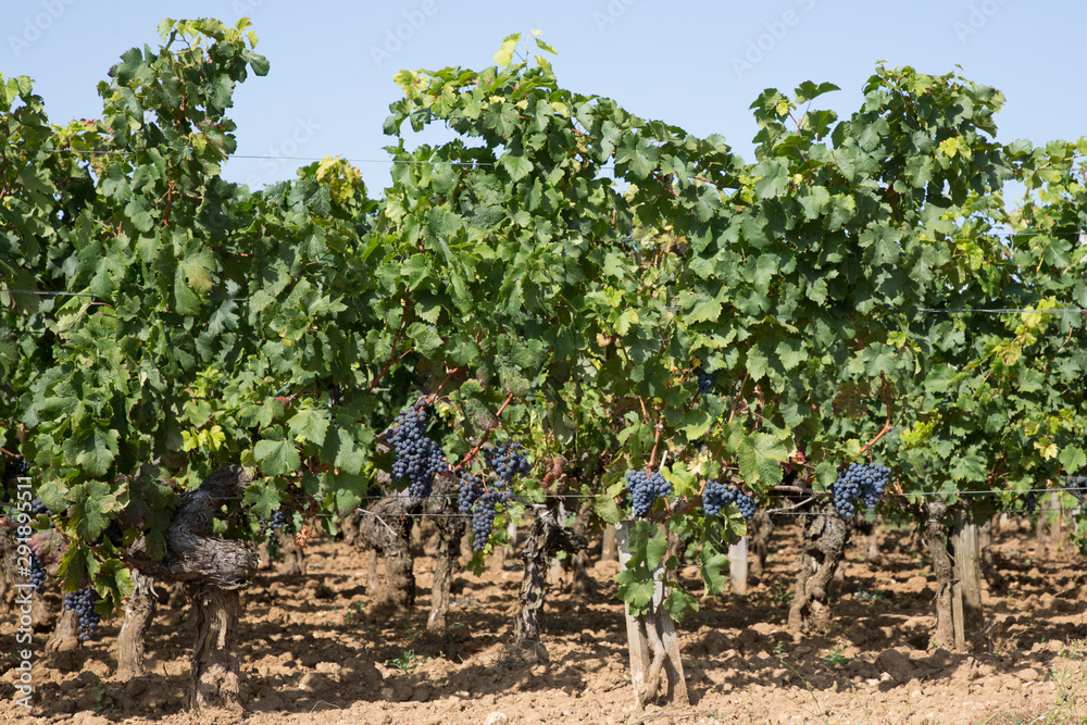 Bordeaux vine beautiful wine landscape in Saint Emilion vineyards France
