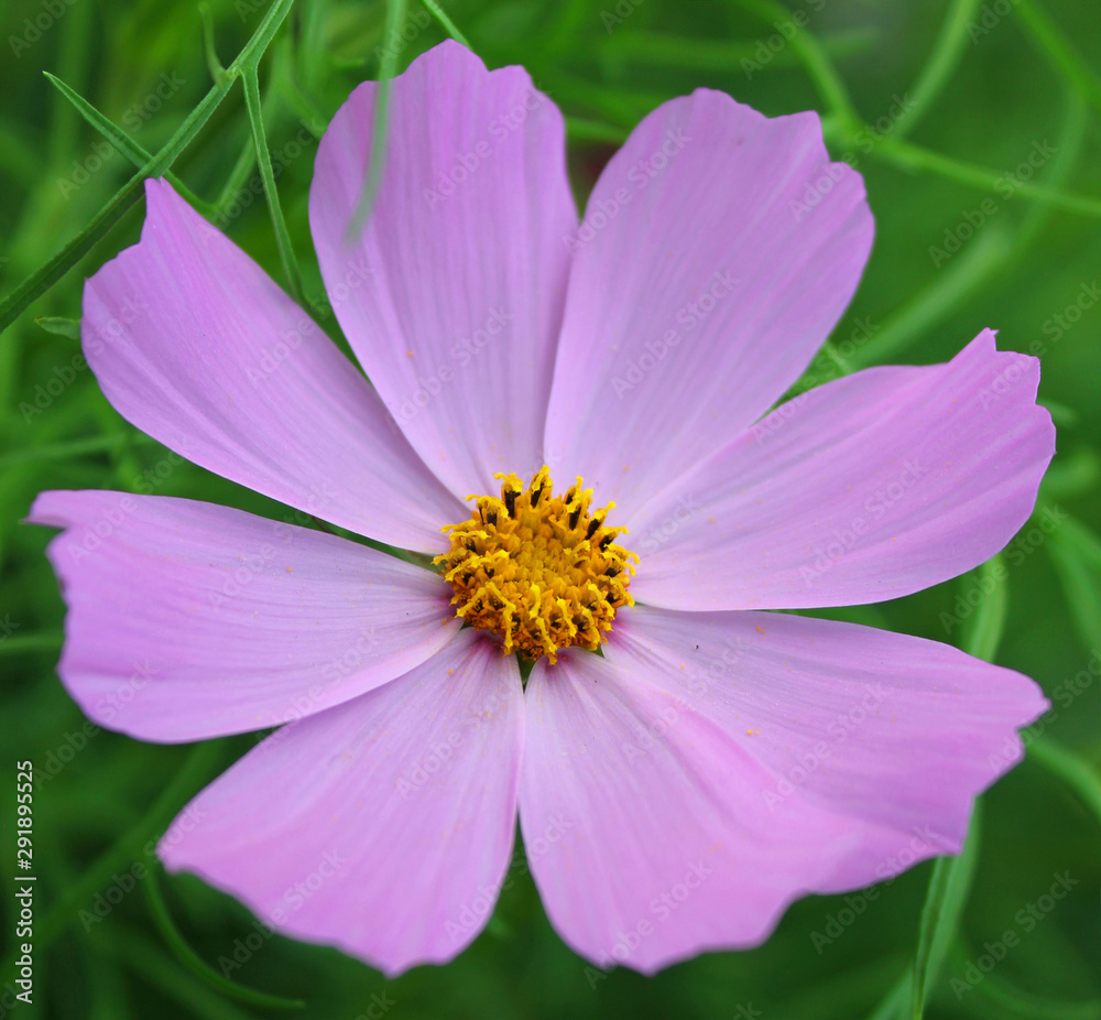 Beautiful cosmea flower on a background of green grass Beautiful cosmea flower on a background of green grass