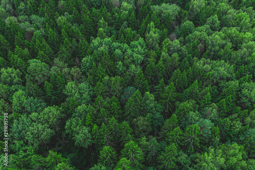 Aerial view of the beautiful green forest. Forest texture top view