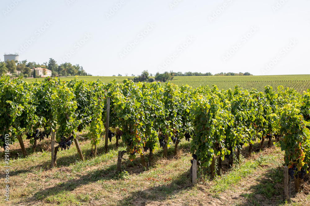 SAINT-EMILION Gironde France vineyards around the village near Bordeaux
