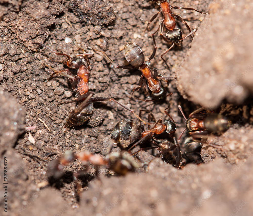 big ants in the ground big ants in the ground