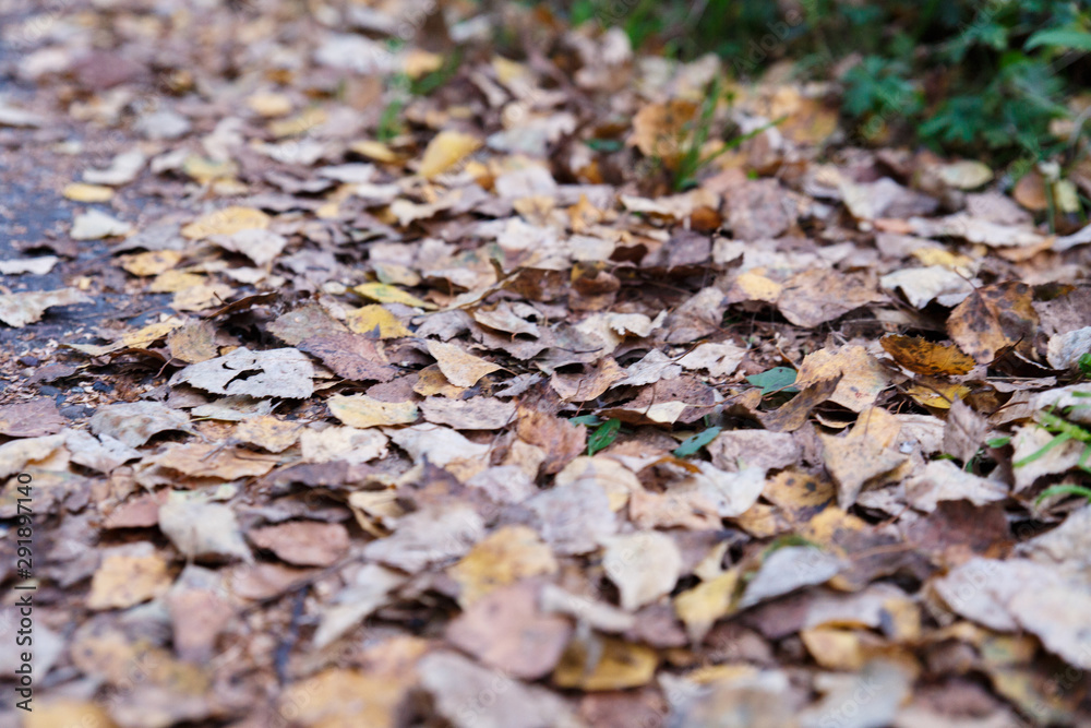 Autumn theme. Many fallen yellow leaves lie on the ground. Can be used as a background. Autumn theme. Many fallen yellow leaves lie on the ground. Can be used as a background.