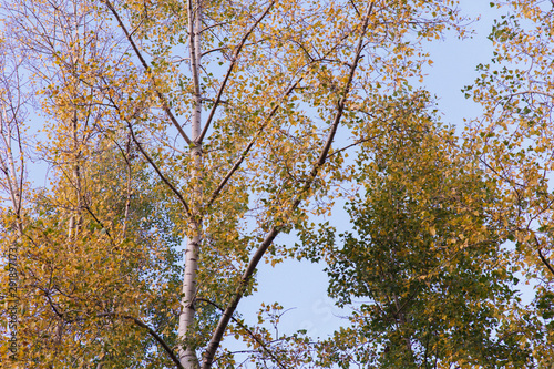 Autumn theme. Autumn trees with yellow leaves.