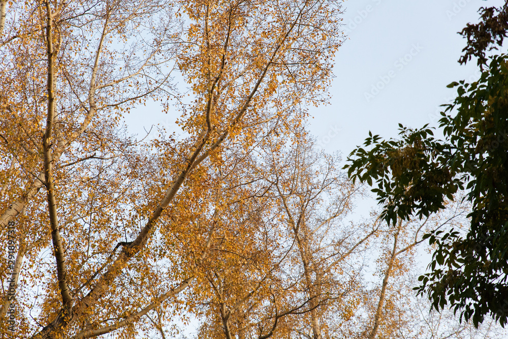 Fototapeta premium Autumn theme. Autumn trees with yellow leaves.