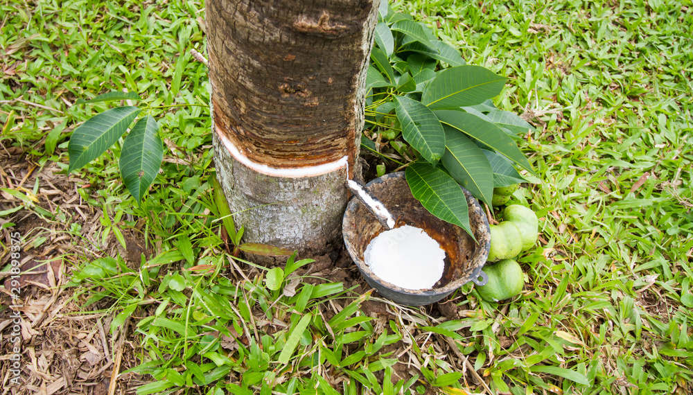 Fototapeta premium Rubber tree