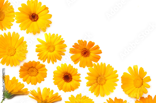 marigold flowers isolated on white background. calendula flower. top view © Tatiana