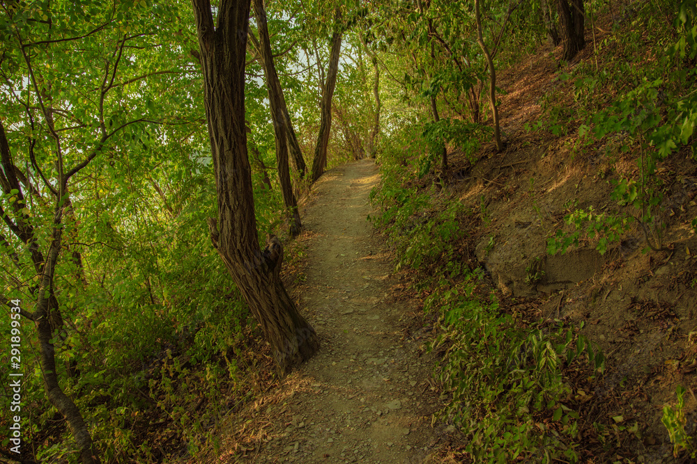 summer park green foliage scenic natural environment with narrow trail between trees 