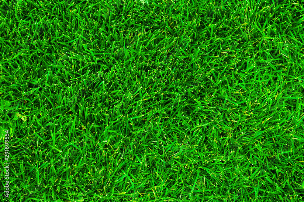 Green grass texture background. Background texture of green grass. Grass surface with copy space