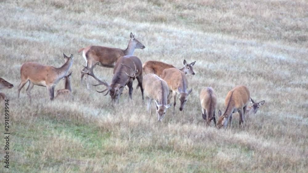 Rotwild Hirsch während der Brunft Paarungszeit Rotwild Hirsch während der Brunft Paarungszeit