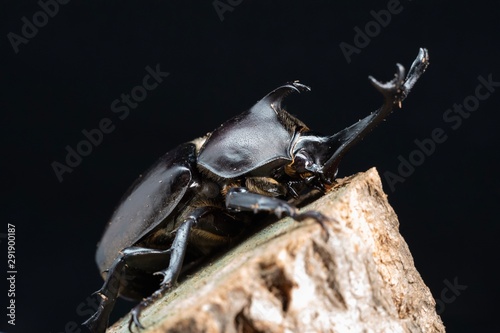 beetle on stone © Scott