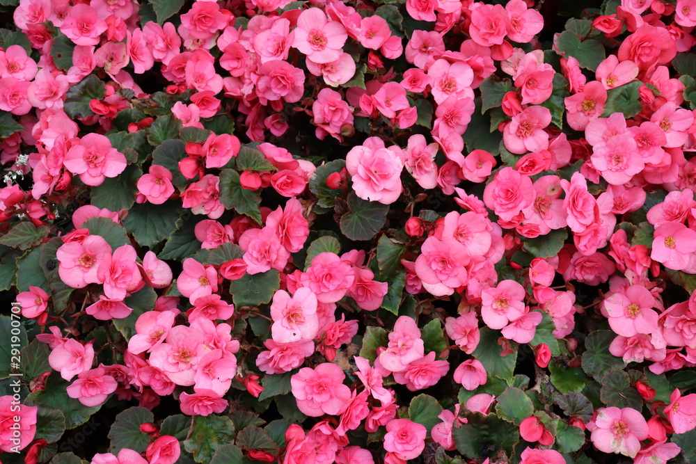 background of pink flowers background of pink flowers