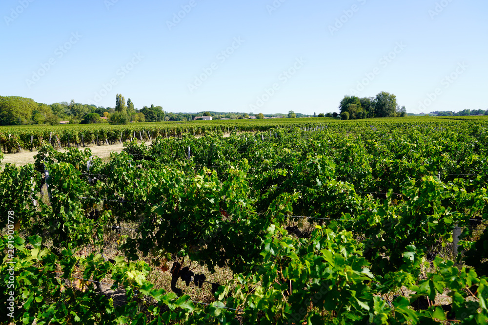 Vineyards of Saint Emilion Bordeaux France in summer day
