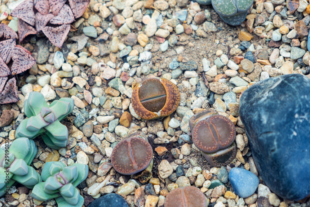 Cactus planted on the ground with relatively fine gravel. Cactus planted on the ground with relatively fine gravel.