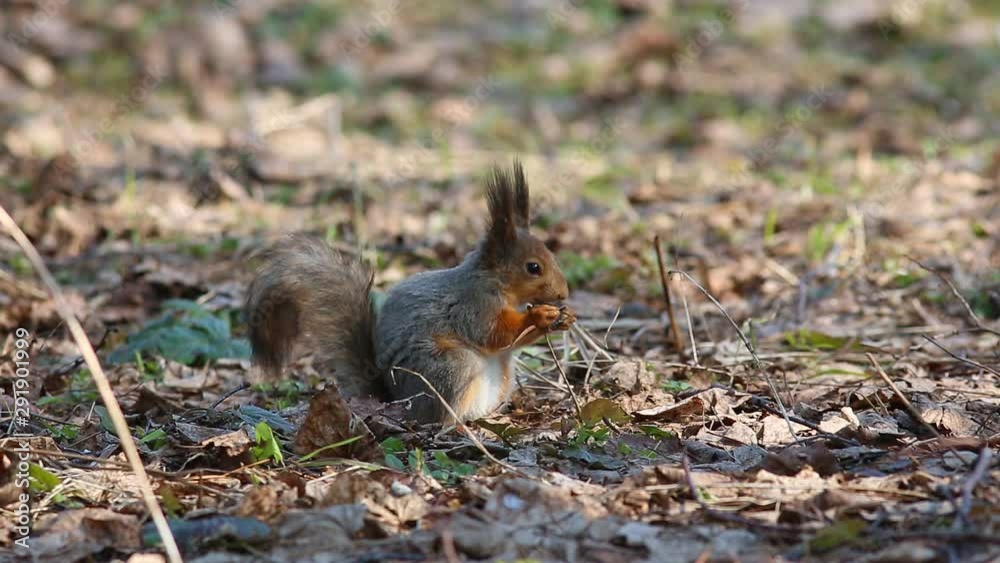 Red squirrel or Eurasian red squirrel (Sciurus vulgaris) eats something while sitting on the ground Red squirrel or Eurasian red squirrel (Sciurus vulgaris) eats something while sitting on the ground