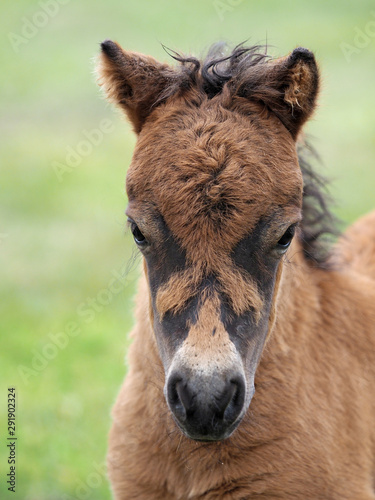 Headshot of a Young Shetland Foal