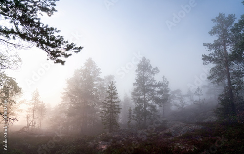 Very thick fog lays over Scandinavian mountain pine tree forest, summer day with heavy fog in mountains, North Sweden