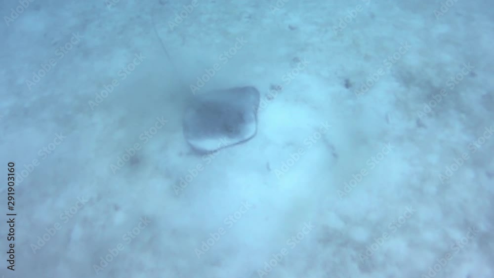 Underwater Diver POV looking down a stingray on the sea bed 3