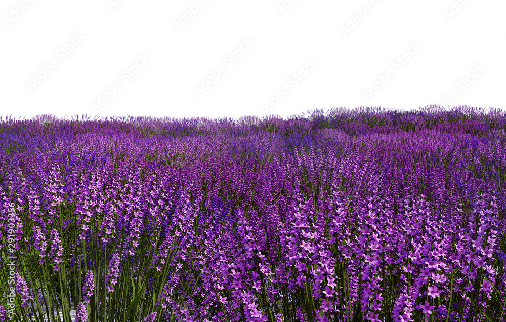 Obraz premium lavender field