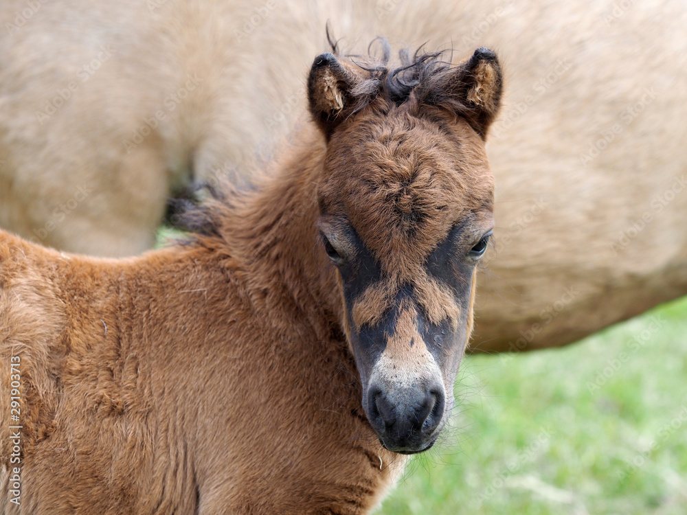 Headshot of a Young Shetland Foal