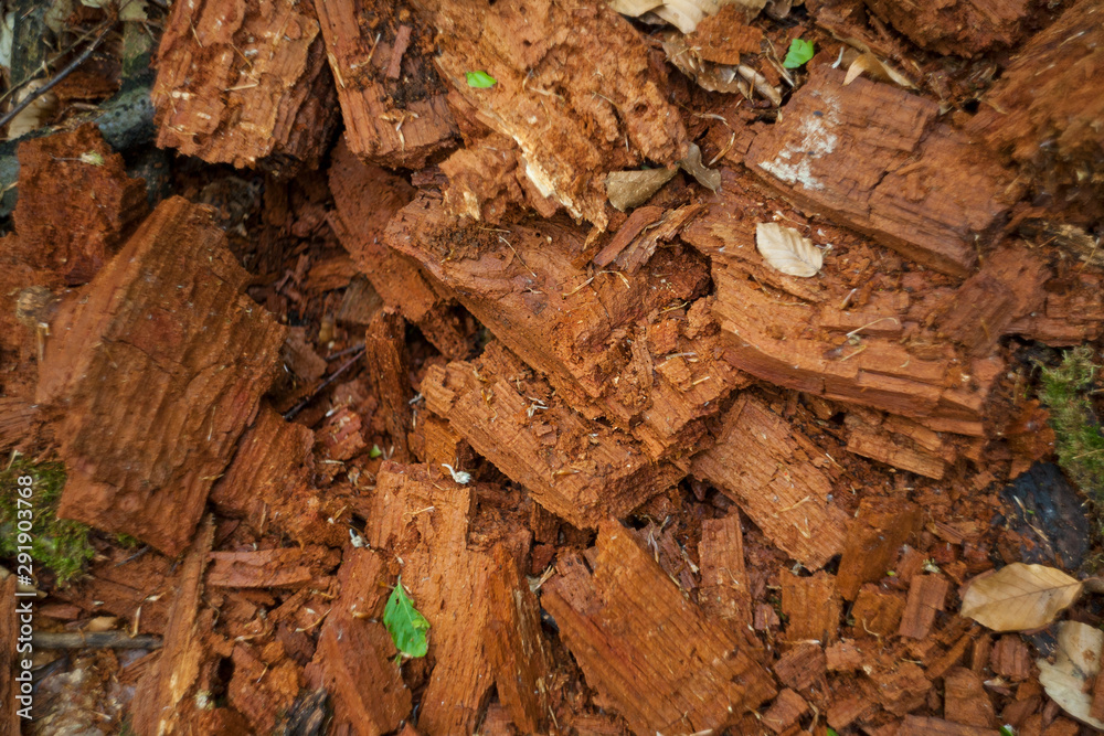pieces of rotten wood continue to rot pieces of rotten wood continue to rot