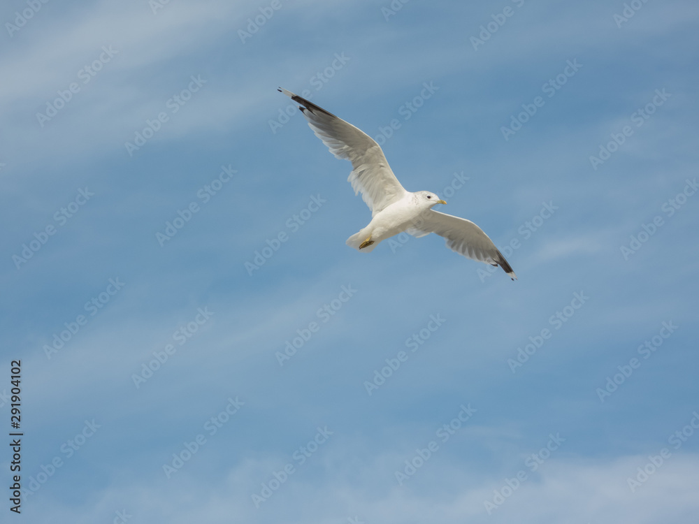 Möwe im Flug mit blauem Himmel und Wolken im Hintergrund Möwe im Flug mit blauem Himmel und Wolken im Hintergrund