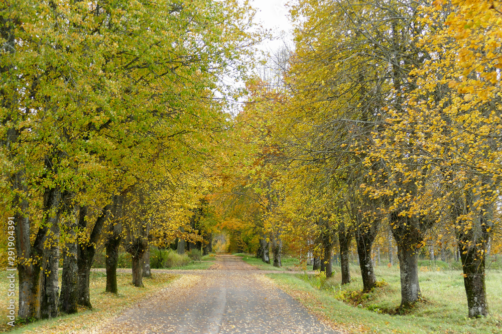 Path in the beautiful autumn park. Alley with trees.