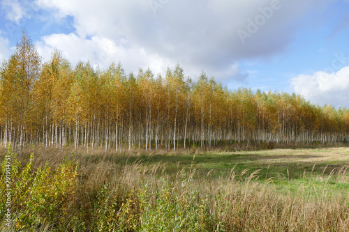 Beautiful autumn birch forest with grass and fallen yellow autumn leaves in Europe, Latvia.