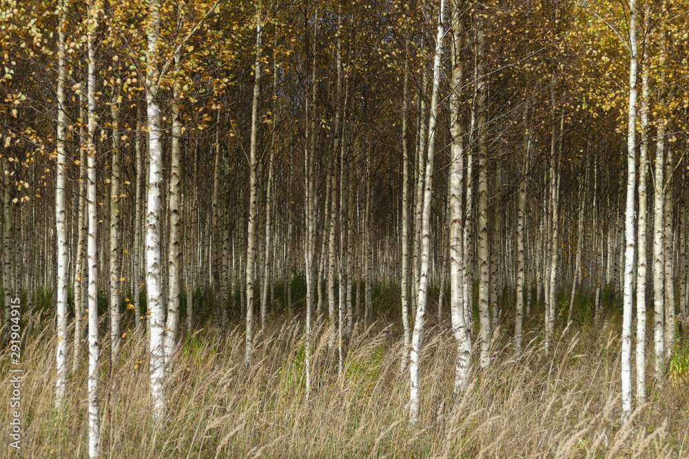 Fototapeta premium Beautiful autumn birch forest with grass and fallen yellow autumn leaves in Europe, Latvia.