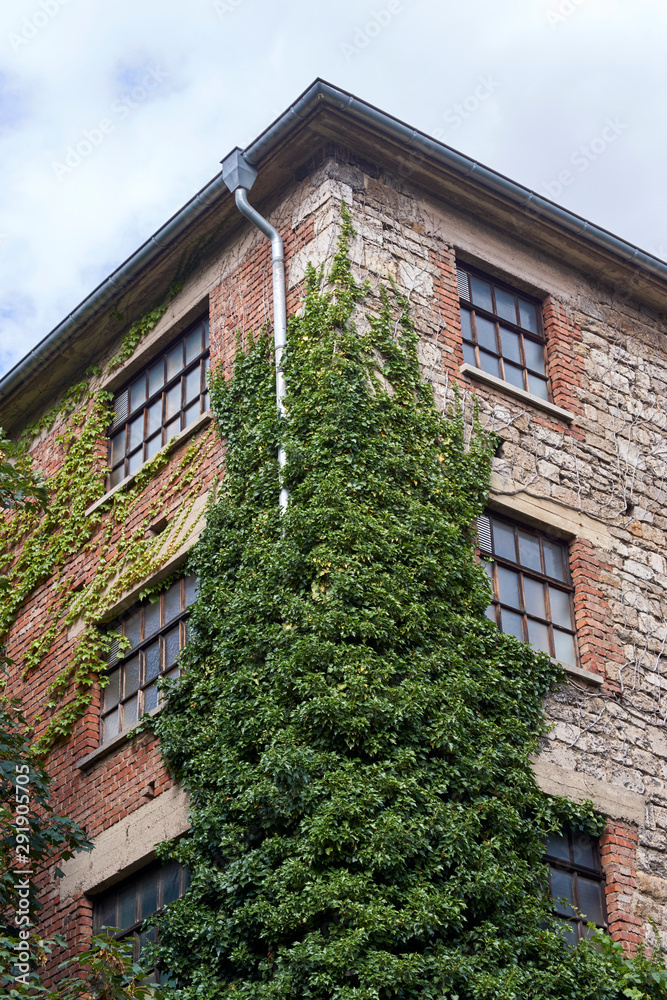Old German building with ivy growing