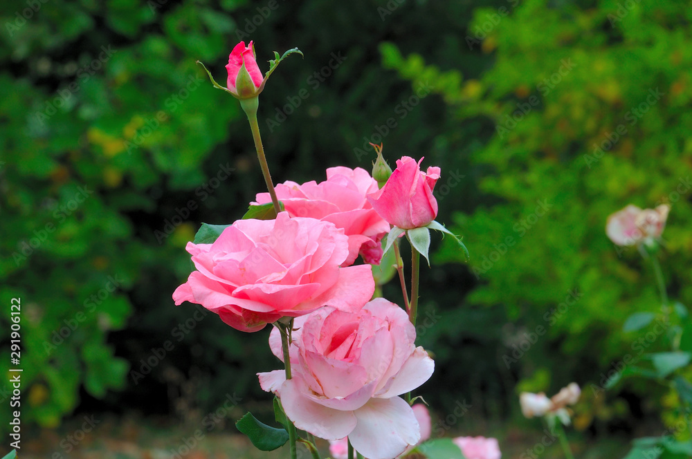 pink rose on a background of green leaves on a natural rose bush in the garden